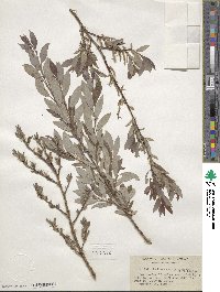 Salix bebbiana var. perrostrata image