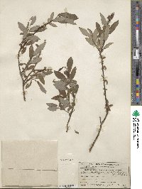 Salix bebbiana image