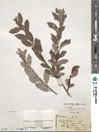 Salix bebbiana image