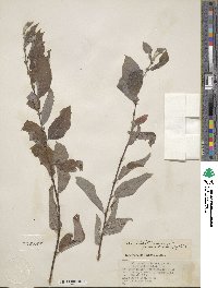 Salix bebbiana image