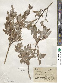 Salix bebbiana image