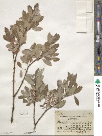 Salix bebbiana var. perrostrata image