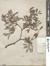 Salix bebbiana var. perrostrata image