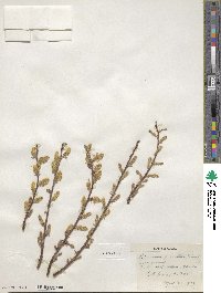 Salix bebbiana var. perrostrata image