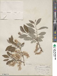 Salix bebbiana var. perrostrata image