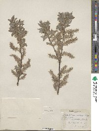 Salix bebbiana image