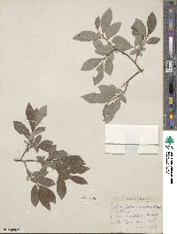 Salix bebbiana var. perrostrata image