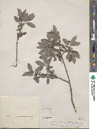 Salix bebbiana var. perrostrata image