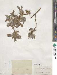 Salix bebbiana var. perrostrata image