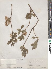 Salix bebbiana image