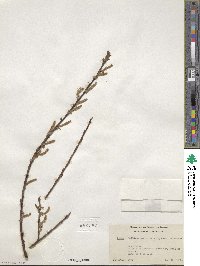 Salix bebbiana var. perrostrata image