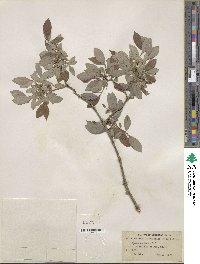 Salix bebbiana var. perrostrata image