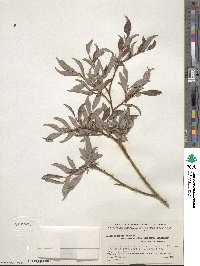 Salix bebbiana image