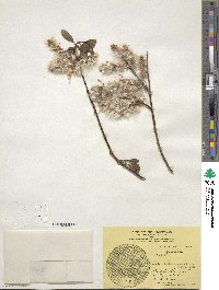 Salix bebbiana var. perrostrata image