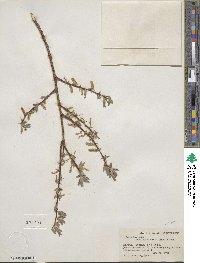 Salix bebbiana var. perrostrata image