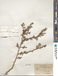 Salix bebbiana var. perrostrata image