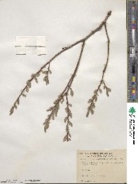 Salix bebbiana image