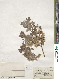 Salix bebbiana var. perrostrata image