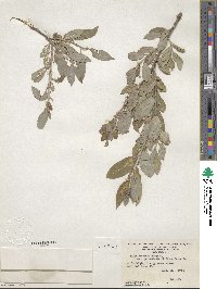 Salix bebbiana var. perrostrata image