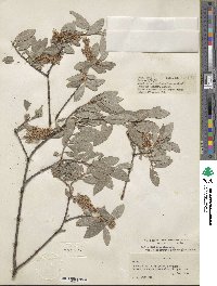 Salix bebbiana var. perrostrata image