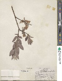 Salix bebbiana image