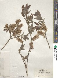 Salix bebbiana var. perrostrata image