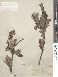 Salix bebbiana var. perrostrata image