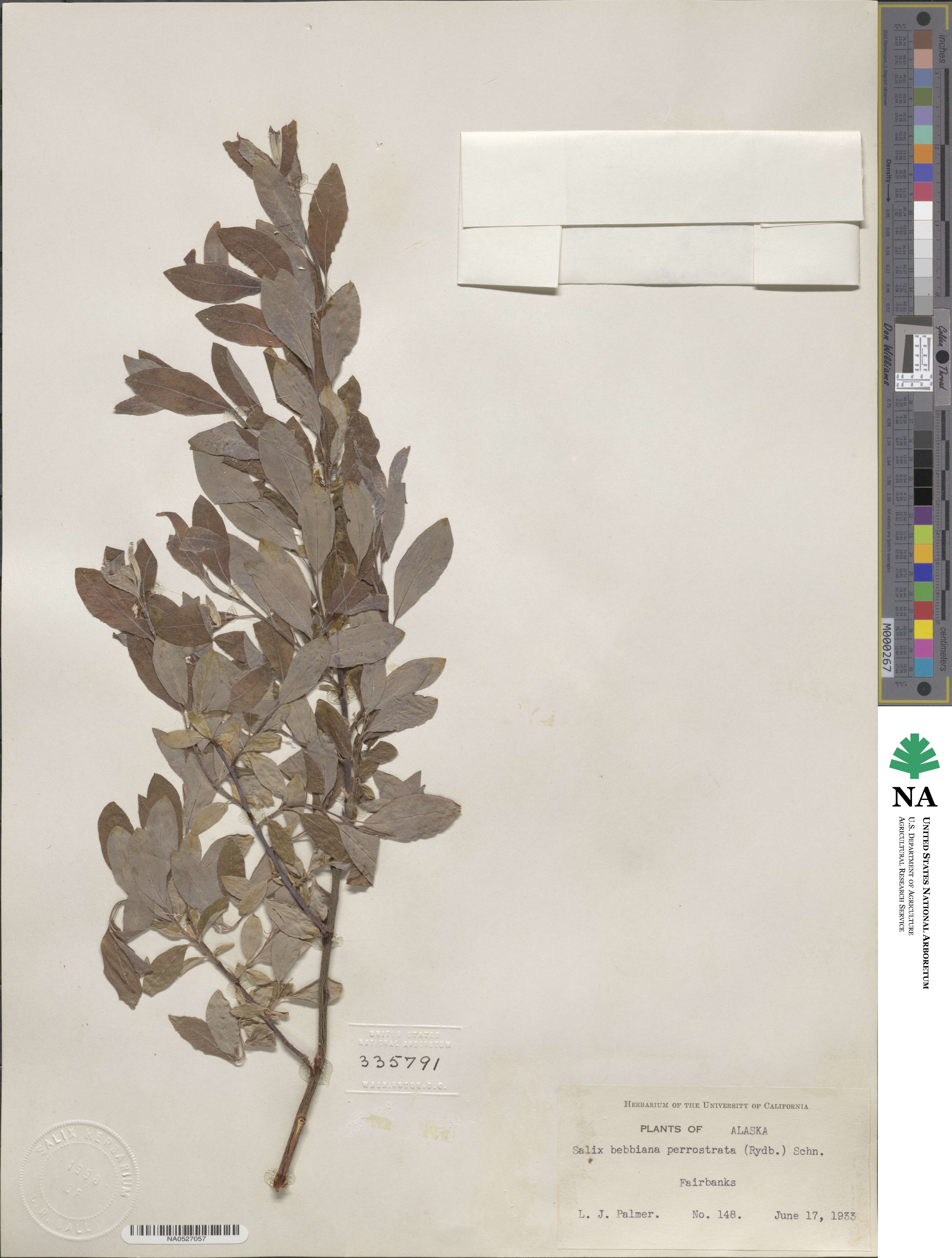 Salix bebbiana var. perrostrata image