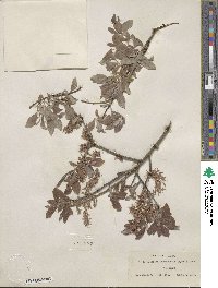 Salix bebbiana var. perrostrata image