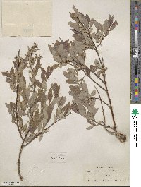 Salix bebbiana var. perrostrata image