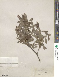 Salix bebbiana var. perrostrata image