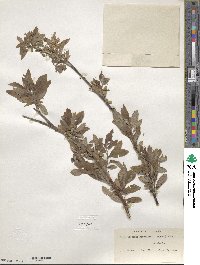 Salix bebbiana var. perrostrata image