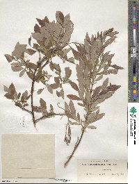 Salix bebbiana var. perrostrata image