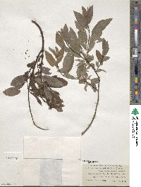 Salix bebbiana image