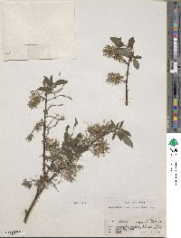 Salix bebbiana image