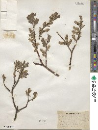 Salix bebbiana var. perrostrata image