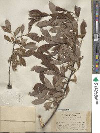 Salix bebbiana var. perrostrata image