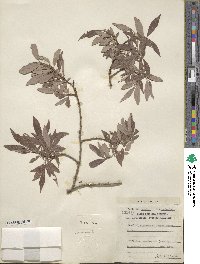 Salix bebbiana image