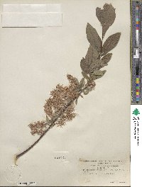 Salix bebbiana image