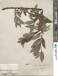 Salix bebbiana var. perrostrata image