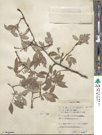 Salix bebbiana var. perrostrata image