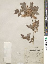 Salix bebbiana var. perrostrata image