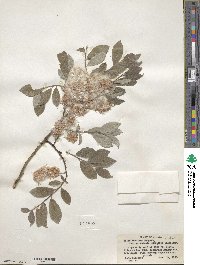 Salix bebbiana var. perrostrata image