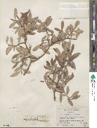 Salix bebbiana var. perrostrata image