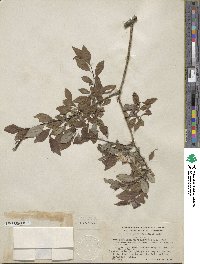 Salix bebbiana var. perrostrata image