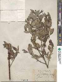 Salix bebbiana var. perrostrata image