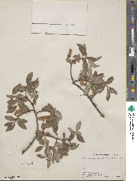 Salix bebbiana image