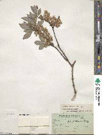 Salix bebbiana image