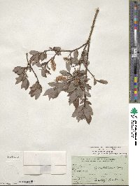 Salix bebbiana var. perrostrata image