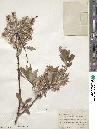 Salix bebbiana image